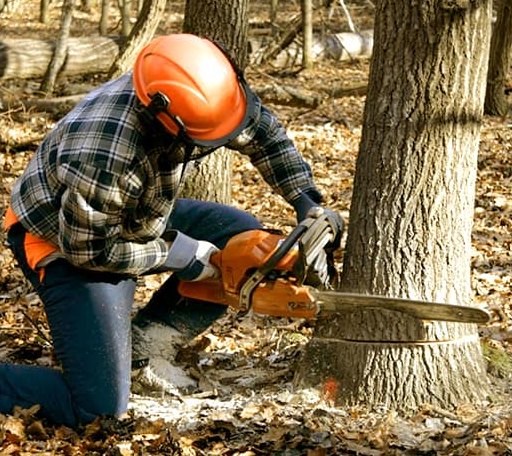 Tree Removal in Sunbright, TN